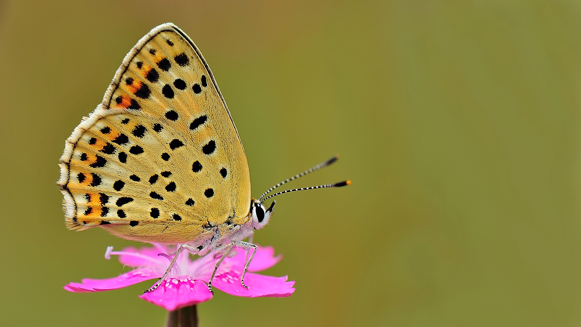 Lycaena tityrus