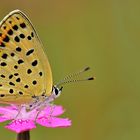 Lycaena tityrus