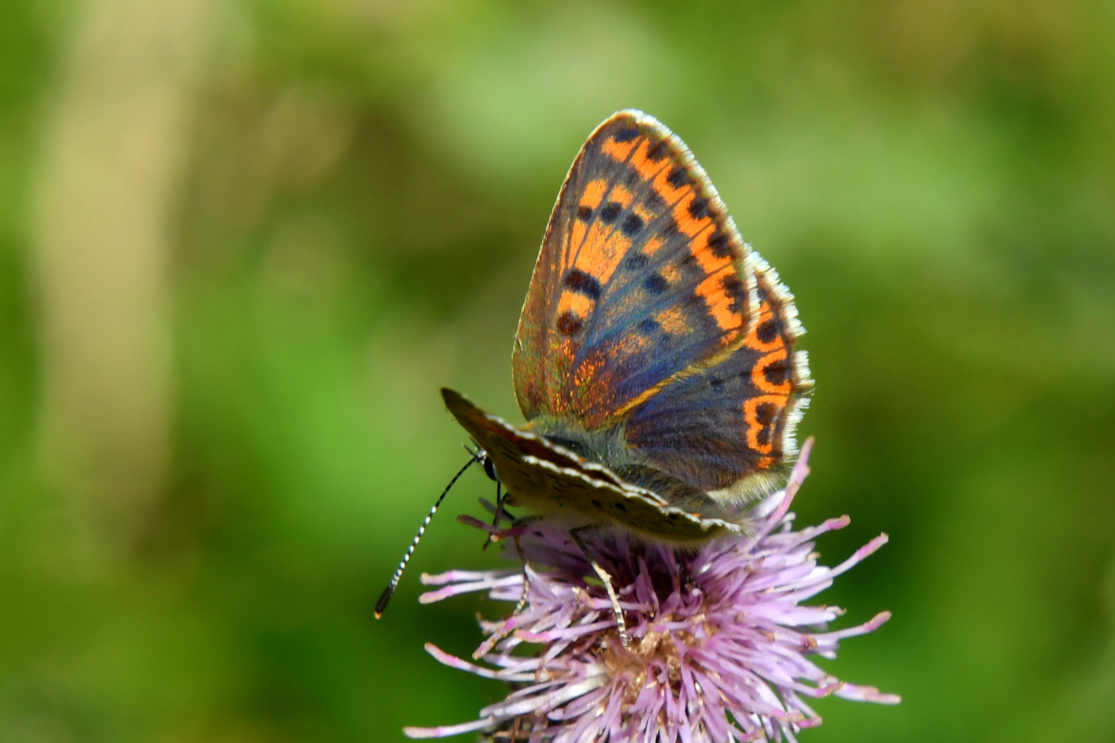 Lycaena tityrus -mit Blauschiller