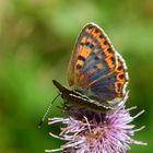 Lycaena tityrus -mit Blauschiller