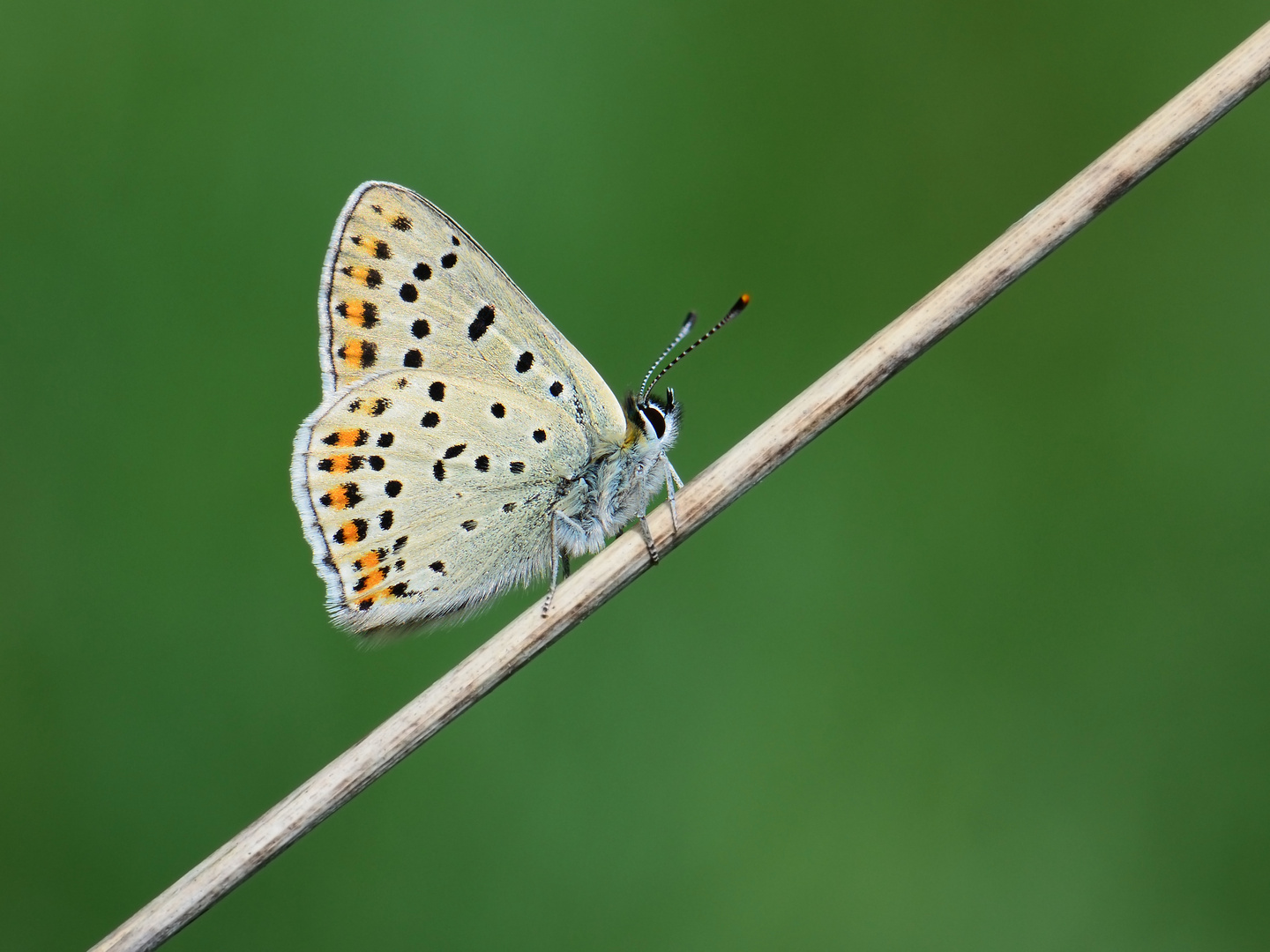 Lycaena tityrus » Sooty Copper