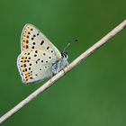 Lycaena tityrus » Sooty Copper