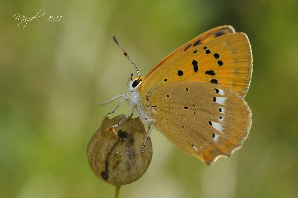 Lycaena virgaureae