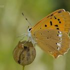 Lycaena virgaureae