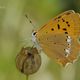 Lycaena virgaureae