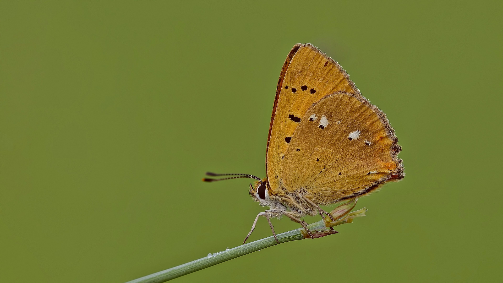 Lycaena virgaureae