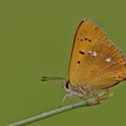 Lycaena virgaureae