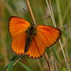 Lycaena virgaureae