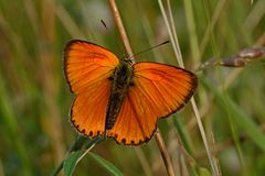 Lycaena virgaureae