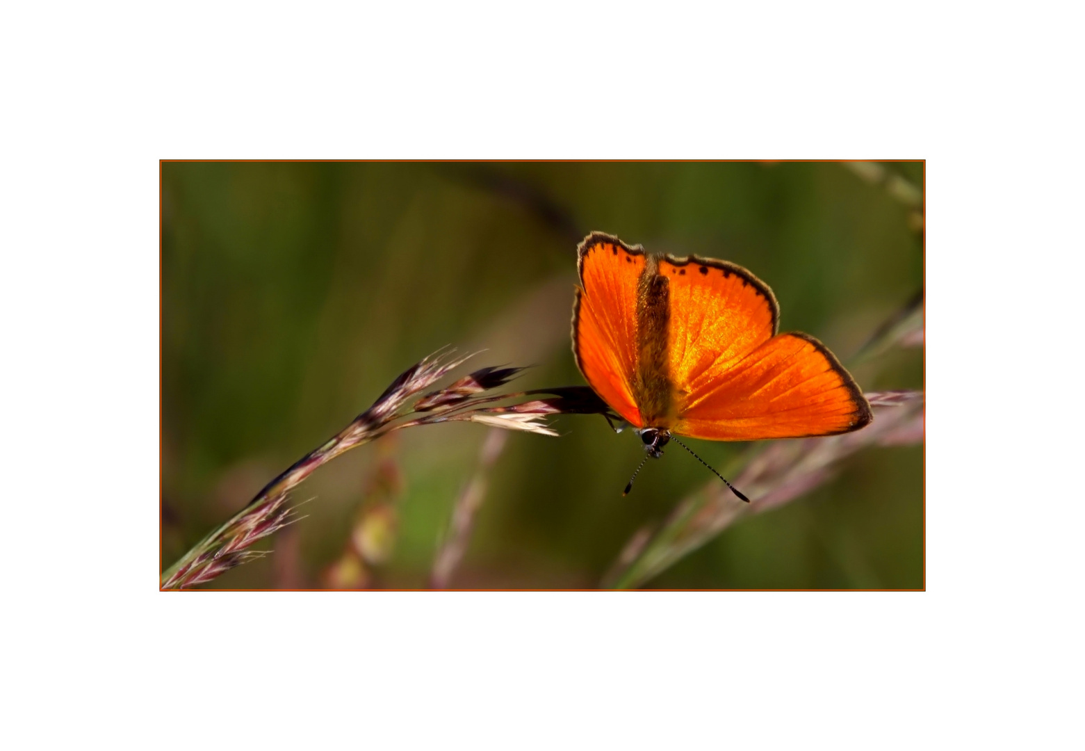 Lycaena virgaureae °° ||