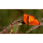 Lycaena virgaureae °° ||