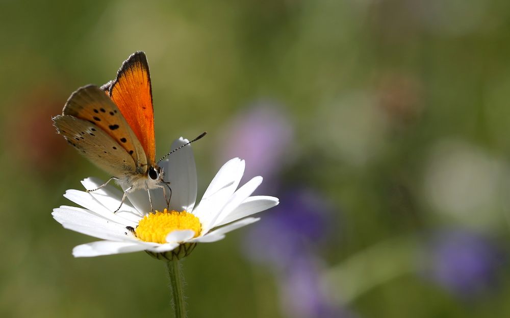 Lycaena virgaureae