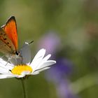 Lycaena virgaureae