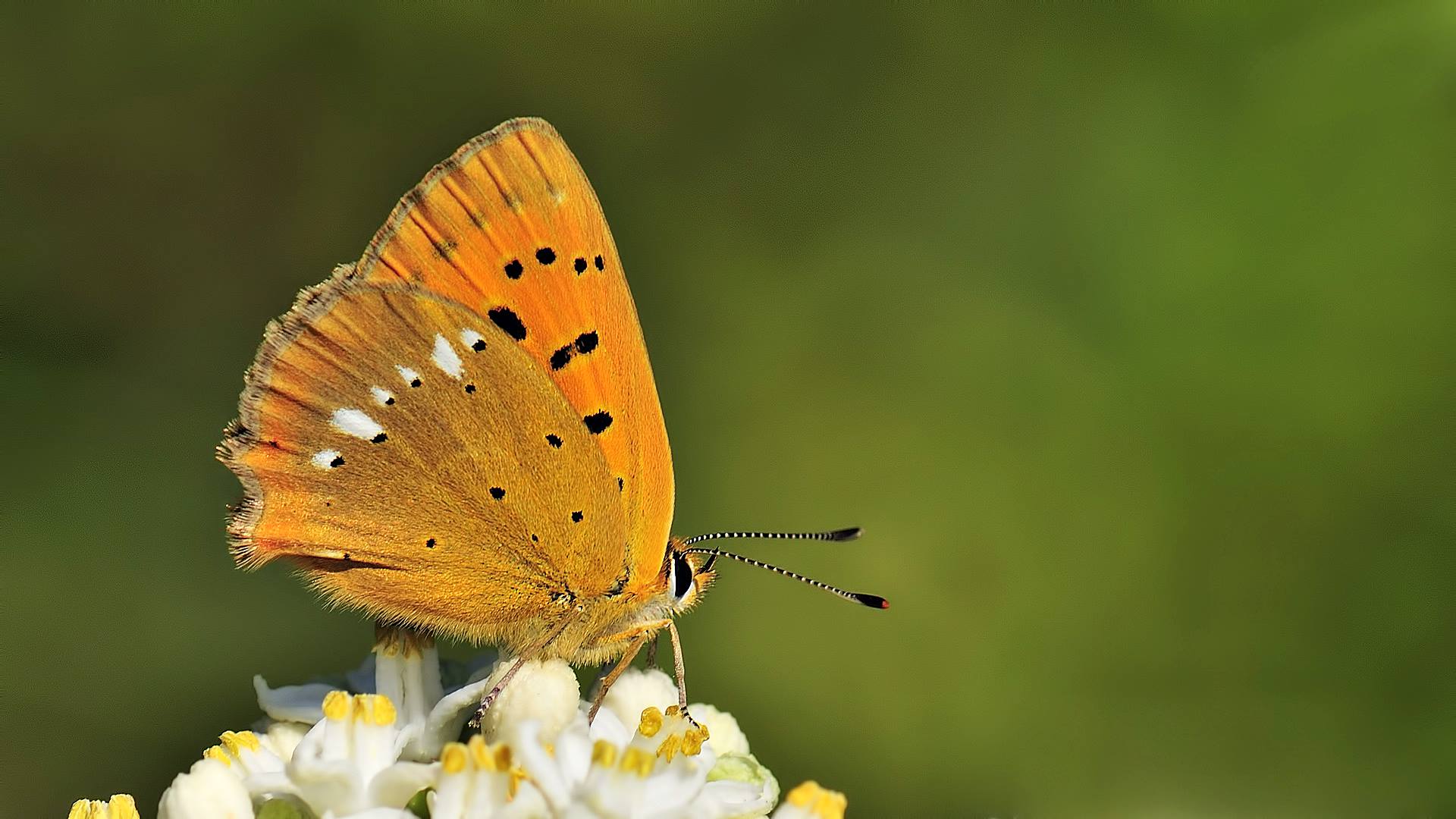 Lycaena virgaureae