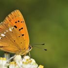 Lycaena virgaureae