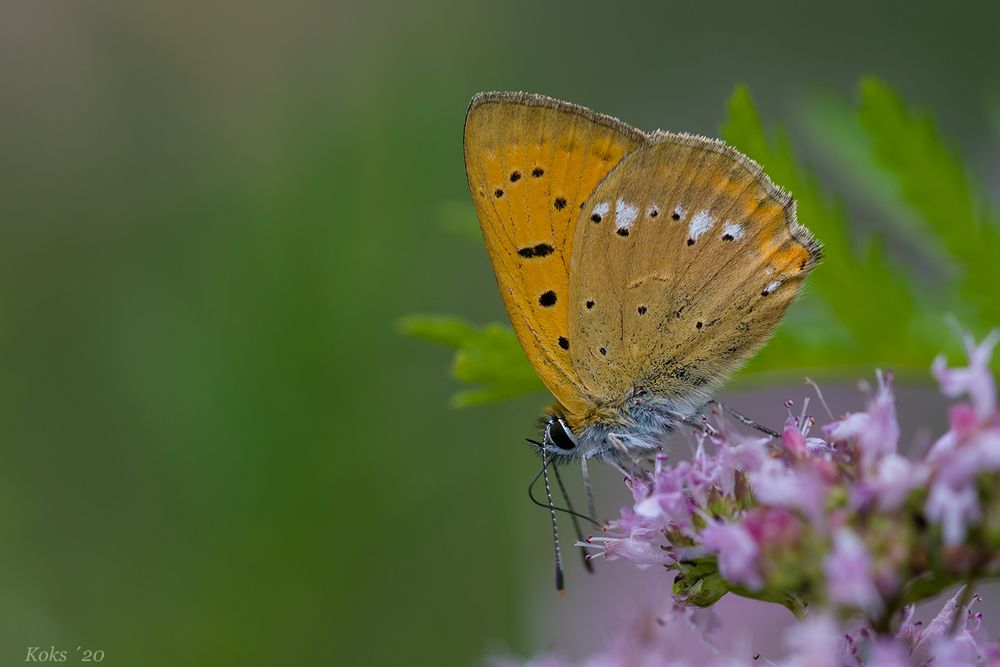 Lycaena virgaureae auf dem Dost