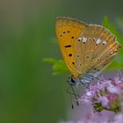 Lycaena virgaureae auf dem Dost