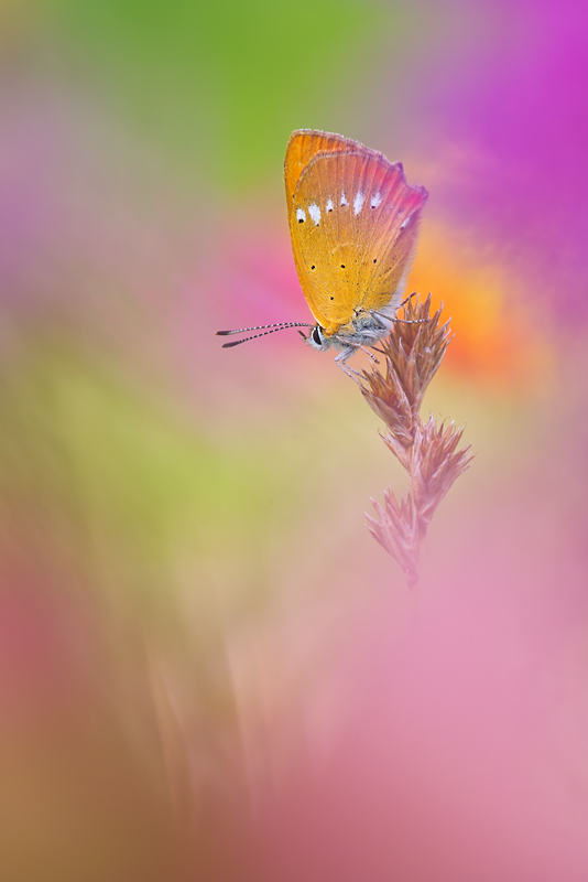 Lycaena virgaureae