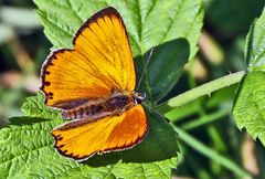 Lycaena virgaureae-Dukaten-Feuerfalter