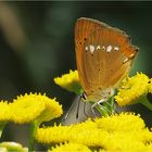  Lycaena virgaureae - Dukaten-Feuerfalter