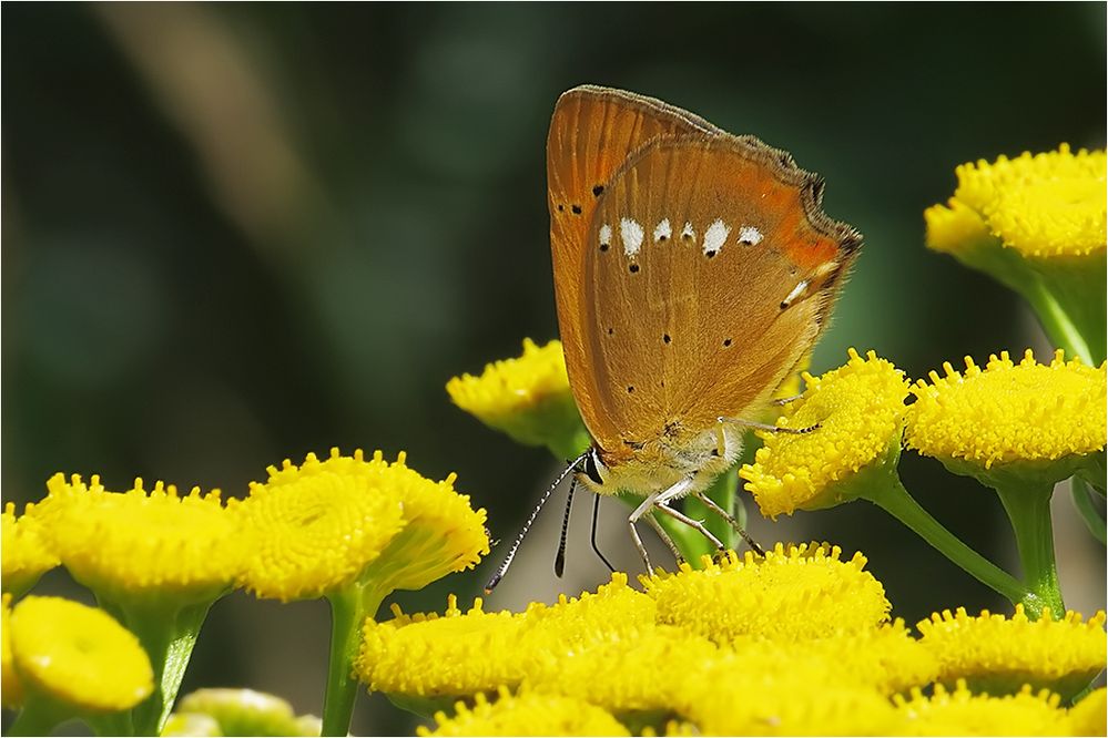  Lycaena virgaureae - Dukaten-Feuerfalter