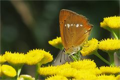  Lycaena virgaureae - Dukaten-Feuerfalter