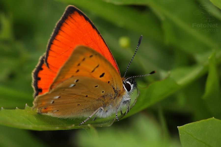 Lycaena virgaureae - ohnivacik zlatobylovy