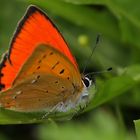 Lycaena virgaureae - ohnivacik zlatobylovy