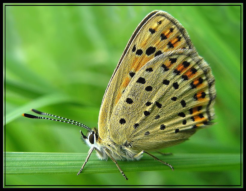 Lycaena_9