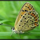 Lycaena_9