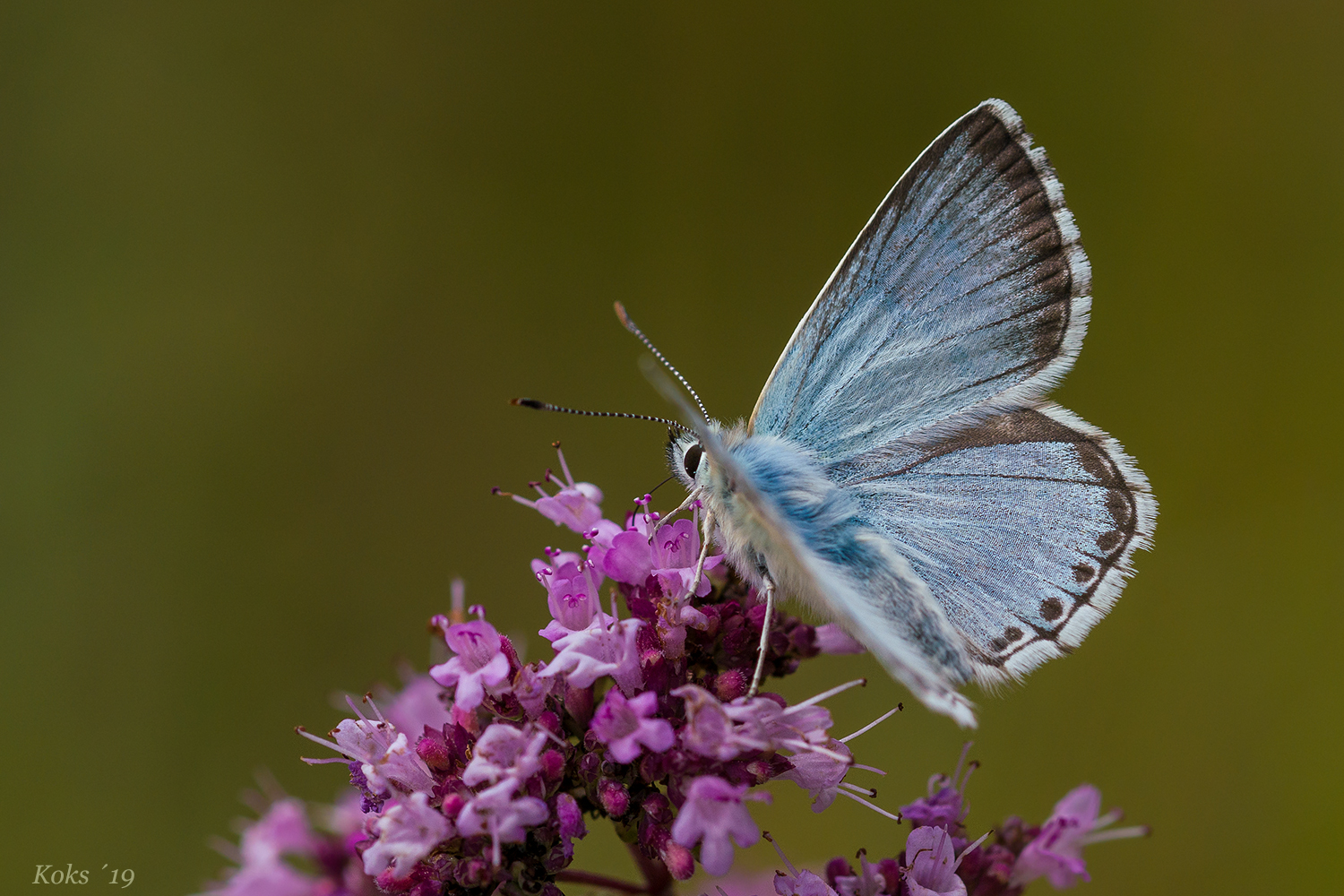 Lycaenidae Foto & Bild makro, natur, insekten Bilder auf