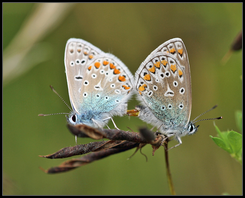 Lycaenidae