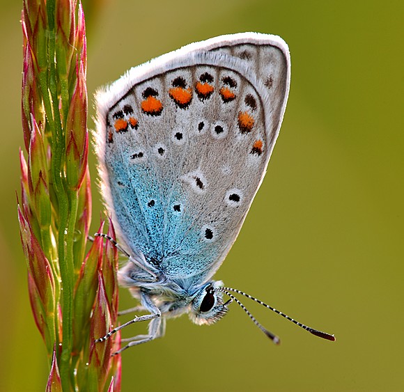 Lycaenidae