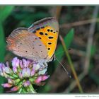 Lycaenidae Lycaena alciphron (Rottemburg, 1775)