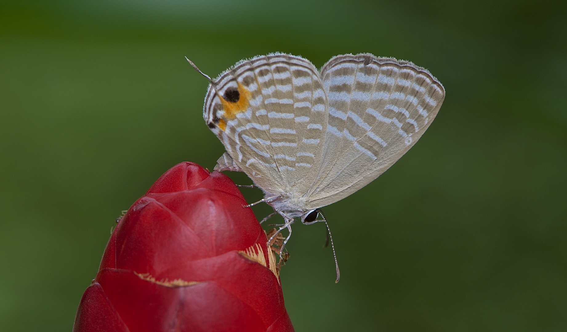 Lycaenidae, Metallic Caeruelan aus dem Tropischen Regenwald von Thailand