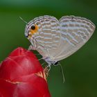 Lycaenidae, Metallic Caeruelan aus dem Tropischen Regenwald von Thailand