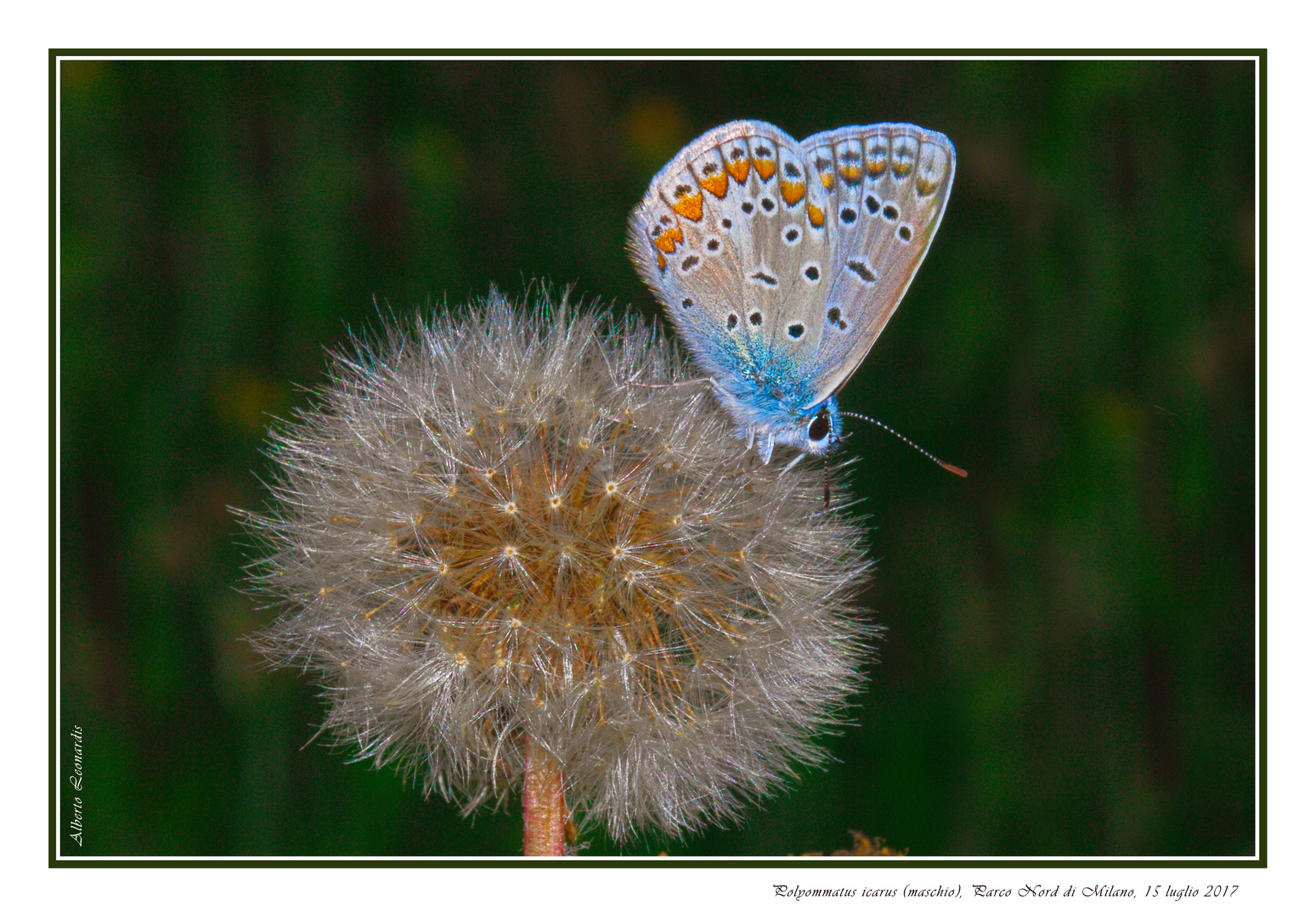 Lycaenidae Polyommatus icarus (Rottemburg, 1775)