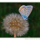 Lycaenidae Polyommatus icarus (Rottemburg, 1775)