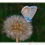 Lycaenidae Polyommatus icarus (Rottemburg, 1775)