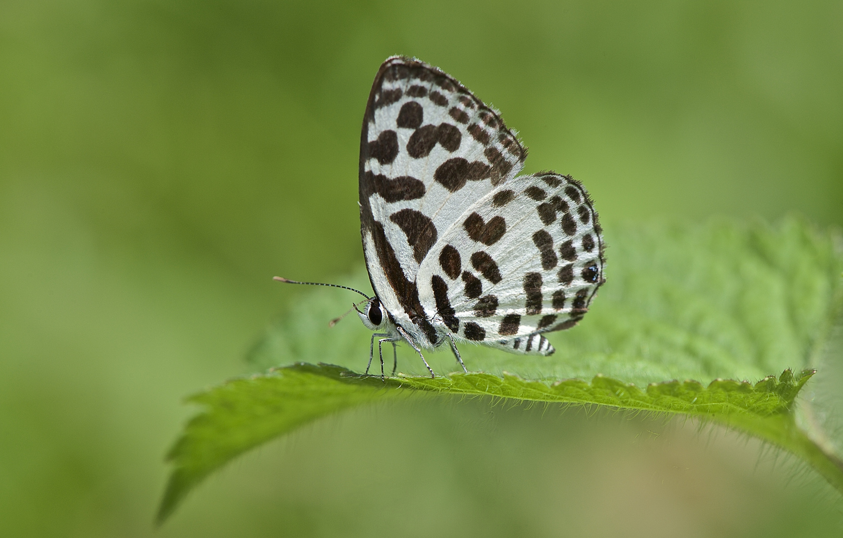 Lycaenidae sp, aus dem Tropischen Regenwald von Thailand