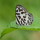 Lycaenidae sp, aus dem Tropischen Regenwald von Thailand