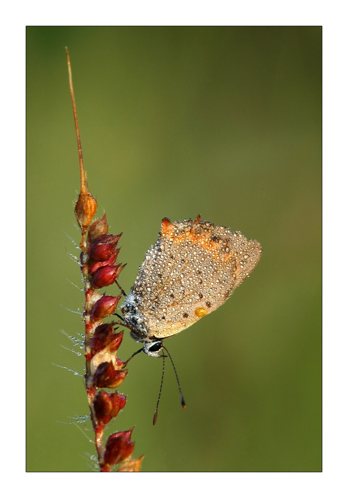 LYCAENIDAE.....all'alba...