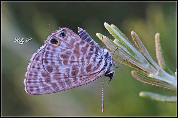 Lycaenids' series 12