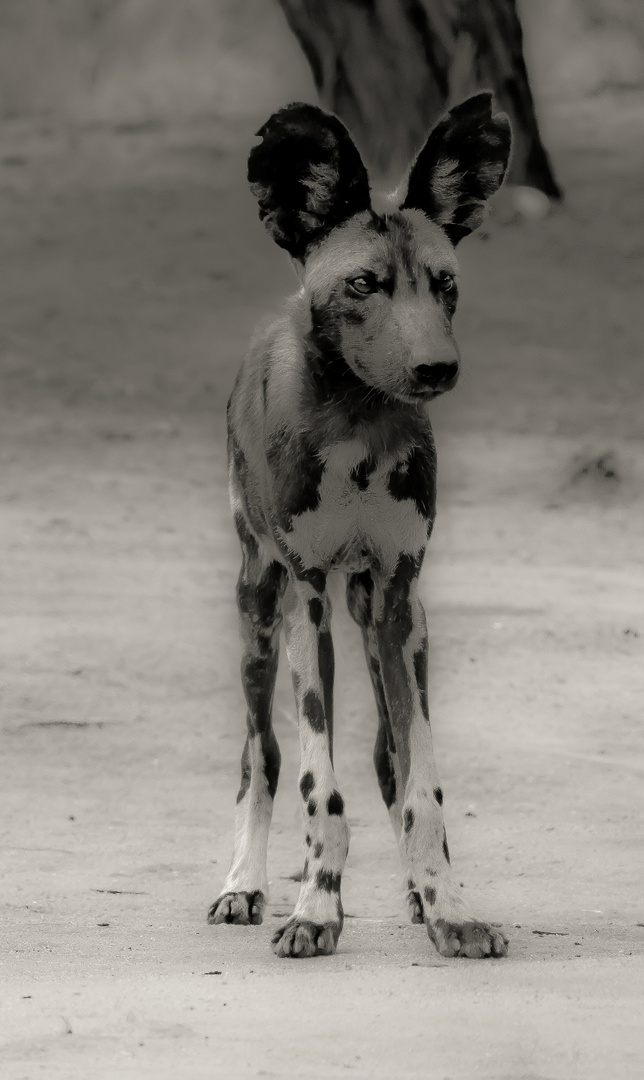 LYCAON TANZANIA