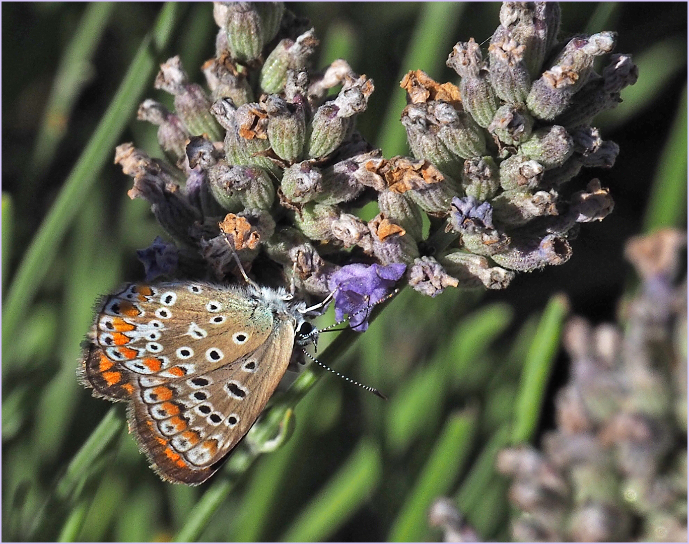 Lycène bleu, (femelle)  --  Plebejus argus