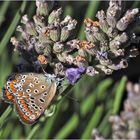 Lycène bleu, (femelle)  --  Plebejus argus