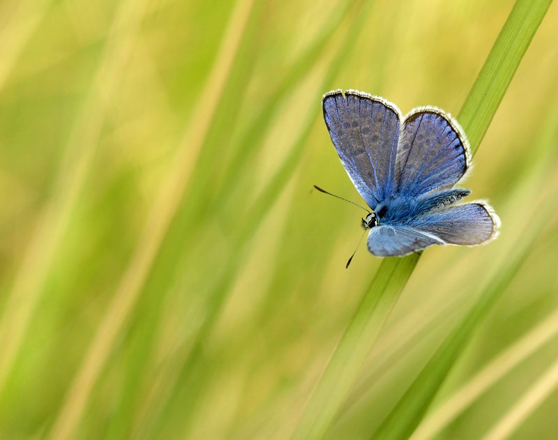 lycenide e natura