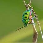 Lychee Shield Bug