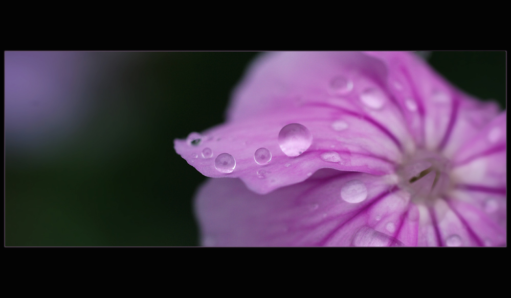 Lychnis