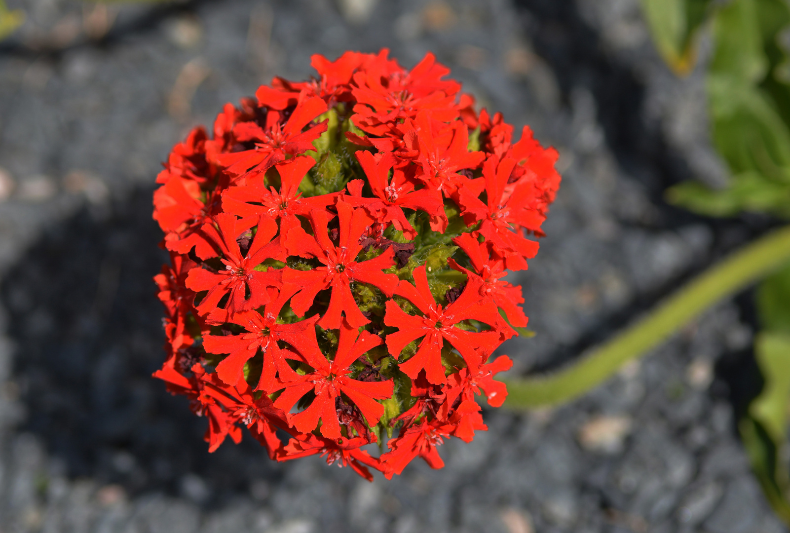 Lychnis calcedonica